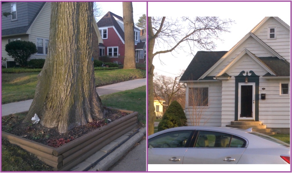 2 photo collage with base of mature oak tree surrounding with wooden frame to hold perennial flower bulbs (left) and front view of white clapboard house showing front door framed by decorative and contrasting black surround.