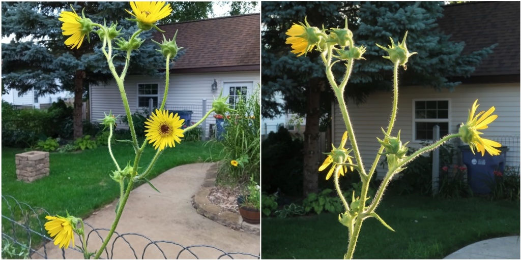 collage of two photos of false-sunflowers in bloom; left side in morning dull light, right side in evening bright backlighting to make the yellow petals glow vividly