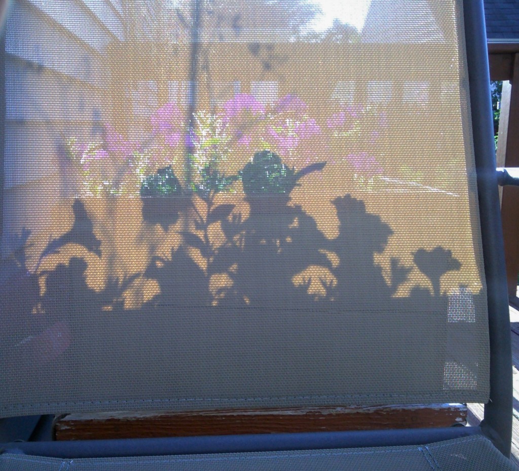 shadows of flowers in planter box project on to the fabric back of a deckchair