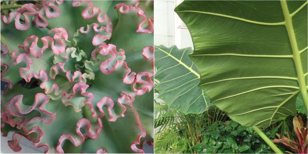 2 square photos in collage rectangle: left is pink frilled leaf edges from roof-garden planter. Right is undergirding veins of giant tropical leaves