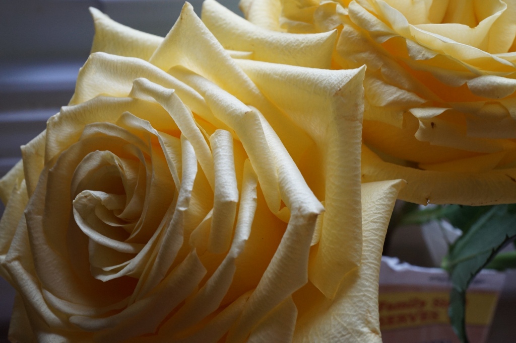 close-up of yellow rose blooms with soft window light falling on the surfaces
